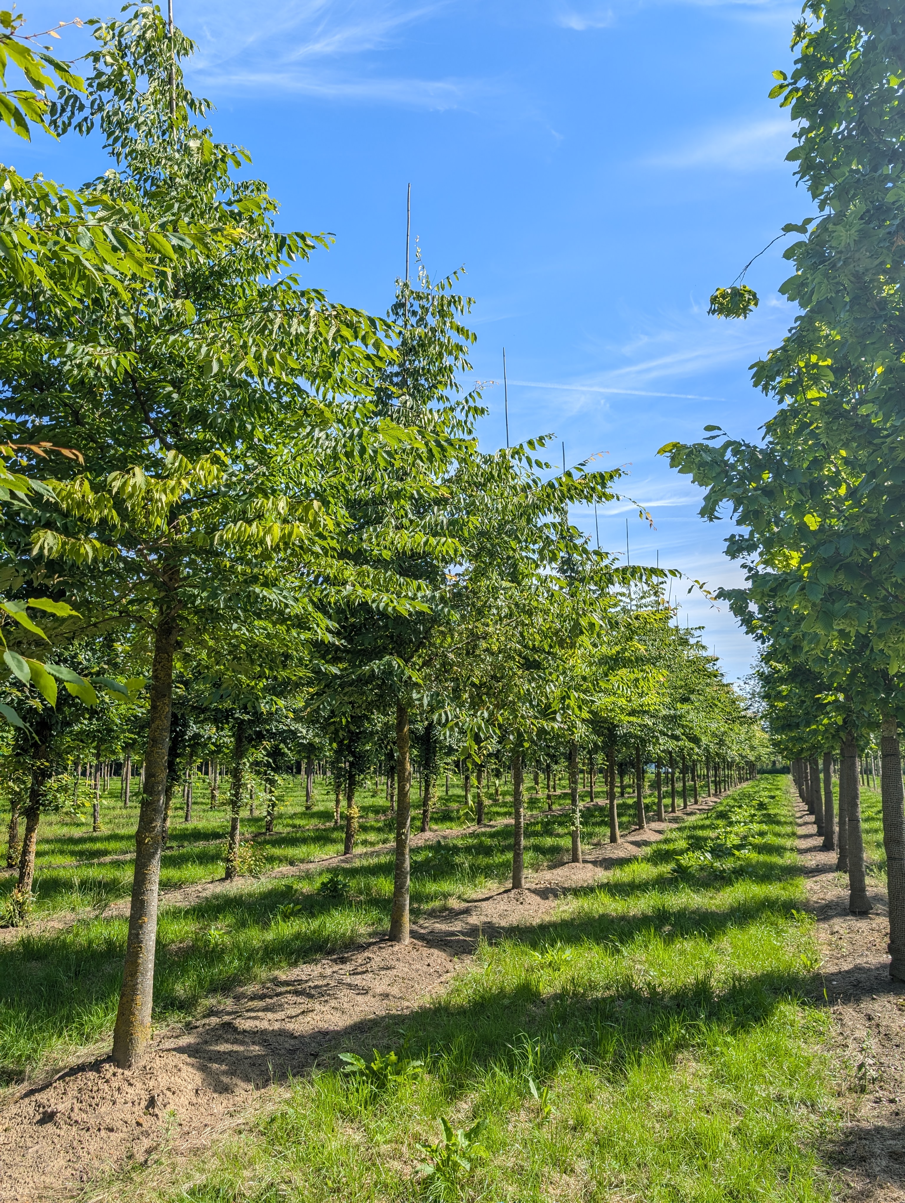 Zelkova serrata | Japanese Zelkova, Keaki - Van den Berk Nurseries